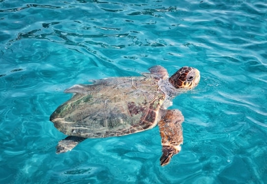 Caretta Caretta sea turtle in Zakynthos Marine Park