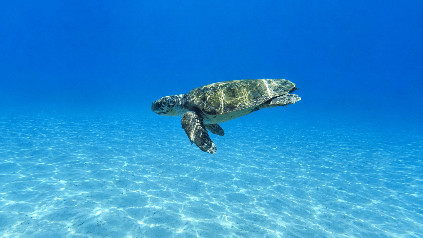 Caretta-caretta sea turtle surfacing in Laganas Bay during the Marine Park Extended tour