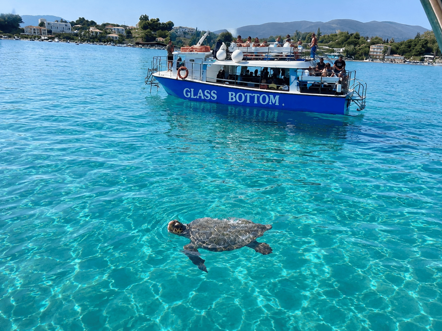 Caretta-caretta sea turtle in Zakynthos Marine Park