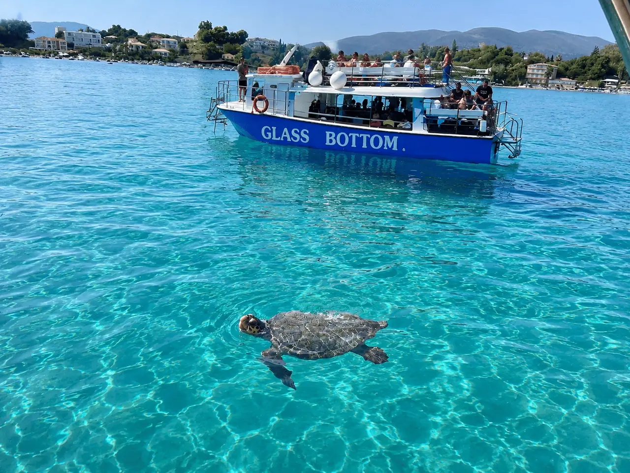 Caretta-caretta turtle in South Zakynthos